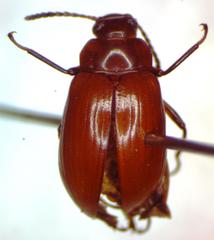 Poecilesthus