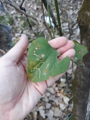 Marmara smilacisella