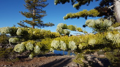 Abies magnifica