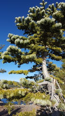Abies magnifica