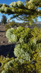 Abies magnifica