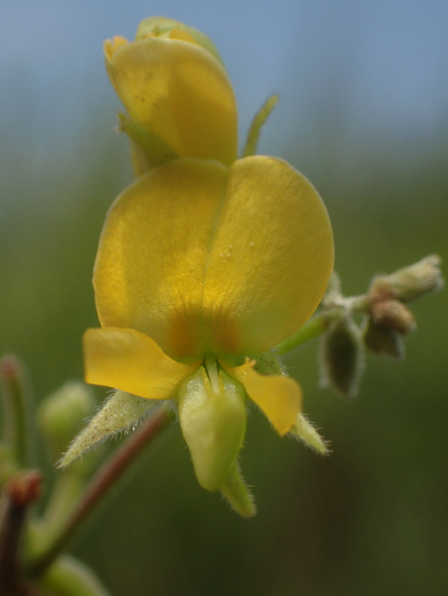 Cajanus scarabaeoides