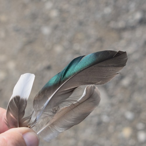 Plume de Canard souchet