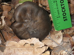 Russula murrillii