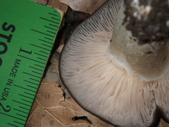 Russula murrillii