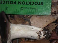 Russula murrillii