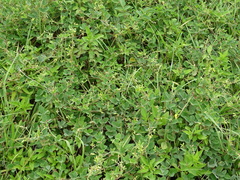 Cajanus scarabaeoides