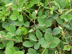 Cajanus scarabaeoides