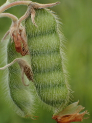 Cajanus scarabaeoides