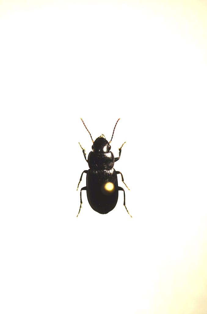 Xestonotus