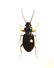 Patrobus longicornis