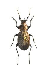 Carabus maeander maeander