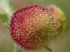 Grangea maderaspatana