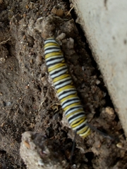 Danaus plexippus