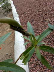 Danaus plexippus