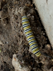 Danaus plexippus