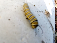 Danaus plexippus