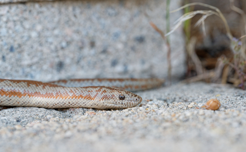 iNaturalist observation photo of Coastal Rosy Boa