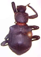 Stenochiini