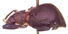 Stenochiini