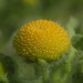 線球菊 - Photo 由 葉子 所上傳的 不保留任何權利