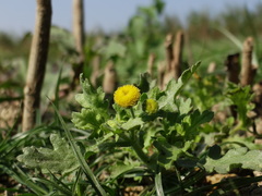 Grangea maderaspatana