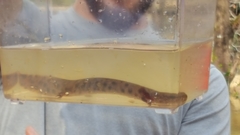 Necturus mounti