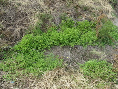 Grangea maderaspatana