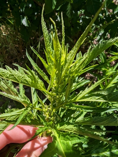 Durango root (Datisca glomerata)