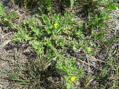 Grangea maderaspatana