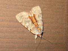 Catocala grynea