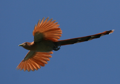 Mexican Squirrel Cuckoo (Piaya mexicana), photo 6