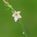 Nicotiana plumbaginifolia - Photo Δεν διατηρούνται δικαιώματα, uploaded by 葉子