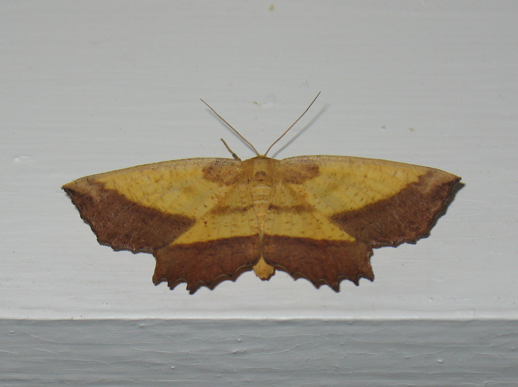 Saw-wing