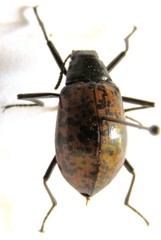 Stenochiini