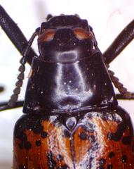 Stenochiini