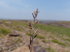 Poa secunda secunda