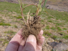 Poa secunda secunda