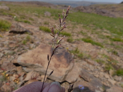 Poa secunda secunda