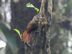Rusty-Winged Barbtail photo 4