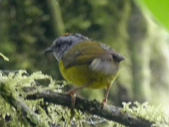 Russet-Crowned Warbler photo 4