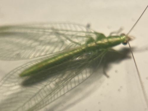 iNaturalist observation photo of carnea-group Green Lacewings
