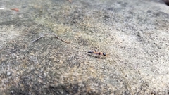 Myrmecia nigrocincta