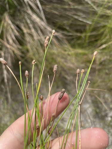 White Spikerush (Eleocharis albida)