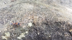 Myrmecia nigrocincta