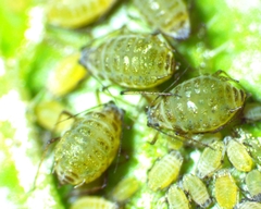 Lipaphis pseudobrassicae
