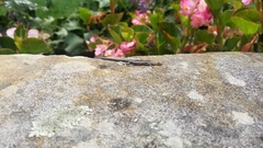 Cryptoblepharus pulcher pulcher