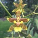 Oncidium lineoligerum - Photo (c) Diego Bogarin, some rights reserved (CC BY-NC), uploaded by Diego Bogarin