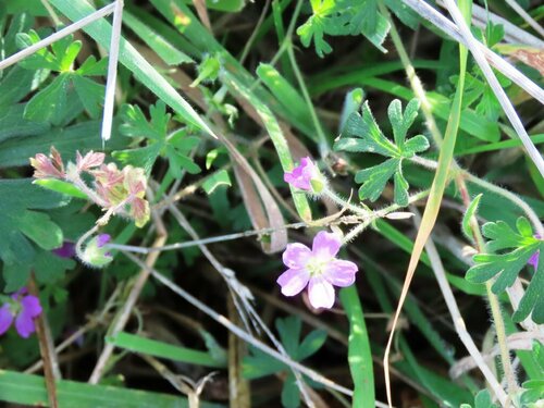 Image of Geranium solanderi by (c) Elspeth Swan, some rights reserved (CC BY)