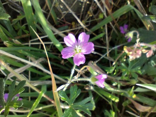 Image of Geranium solanderi by (c) Elspeth Swan, some rights reserved (CC BY)